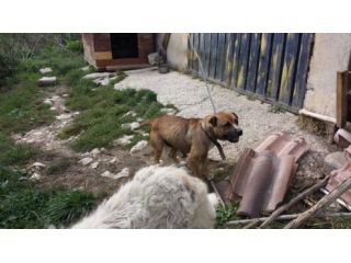 PITBULL in cerca di casa