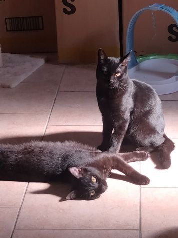 regalo gattini cuccioli