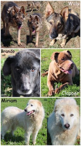 EMERGENZA Cani anziani anche il NIENTE per loro è TUTTO, Aiutateci a salvarli
