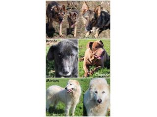 EMERGENZA Cani anziani anche il NIENTE per loro è TUTTO, Aiutateci a salvarli