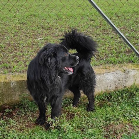 CANE IN ADOZIONE: NADAL, adorabile tenerone. - Foto 8