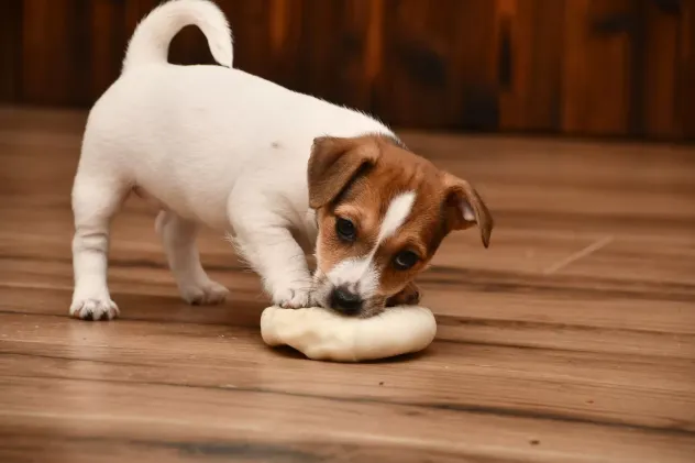 Cuccioli di Jack Russell - Foto 2