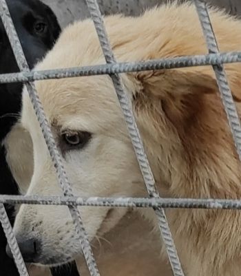 DUCCIO GIOVANE CAGNOLINO IN ADOZIONE - Foto 2