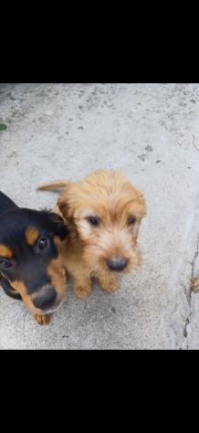 Regalo 3 cucciole