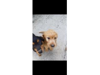Regalo 3 cucciole