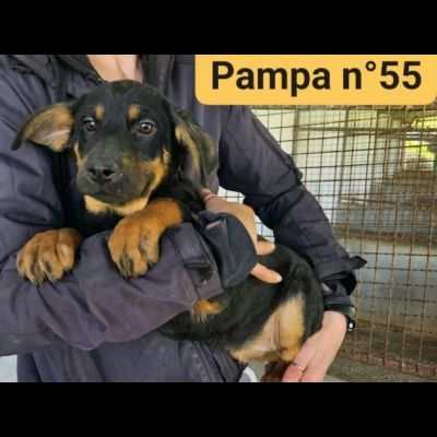 PAZZY E I SUOI CUCCIOLI IN ADOZIONE - Foto 2