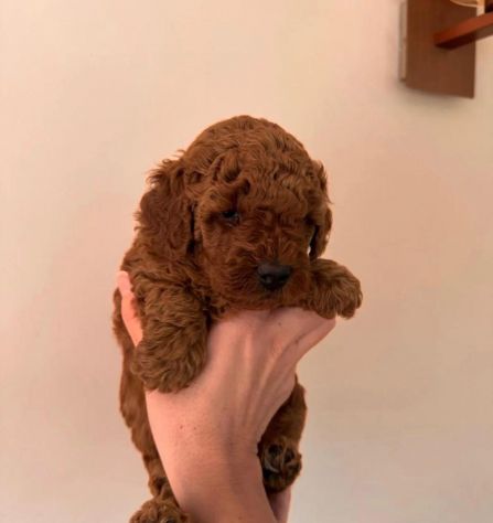 piccoli di barboncino cuccioli