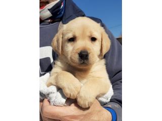 Cuccioli di Labrador con pedigree