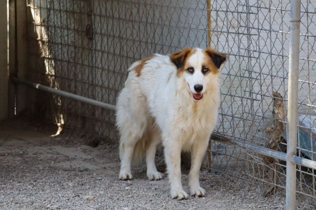 Sofia: amichevole e tranquilla, dolce con tutti - Foto 7