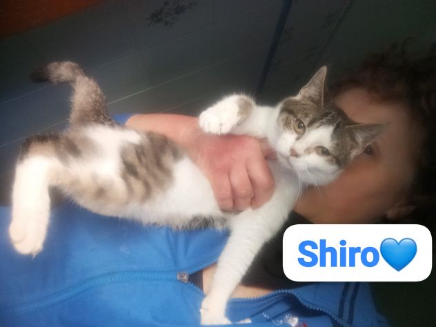 Shiro 9 mesi cerca casa - Foto 2