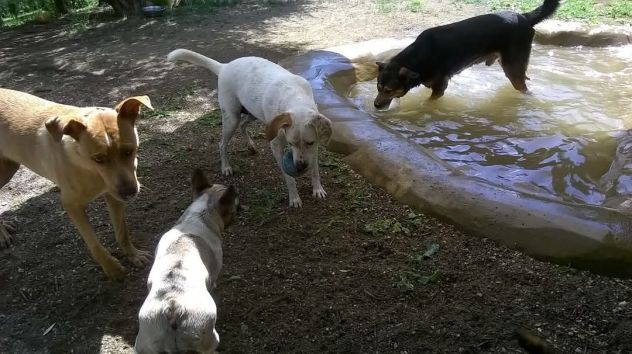 Pensione cani - Foto 2