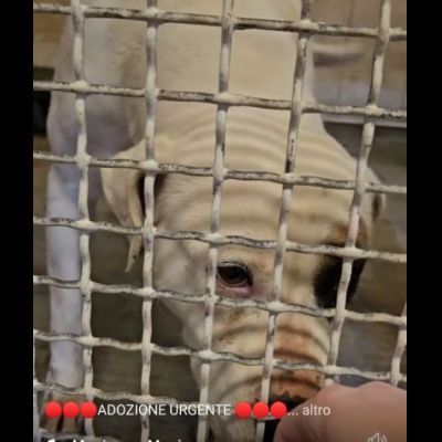BLOOM AFFETTUOSA CAGNOLONA IN ADOZIONE - Foto 6