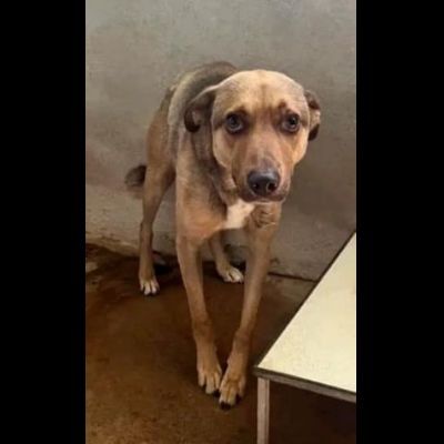 HIROITO, CERCHIAMO QUALCUNO CHE LEGGA NEL SUO CUORE CAGNOLINO IN ADOZIONE - Foto 2