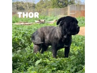 Thor e' buono e gentile cerca casa