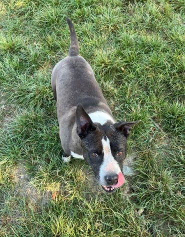 MIA Staffordshire di 7 anni rimasta sola...