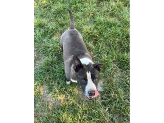 MIA Staffordshire di 7 anni rimasta sola...