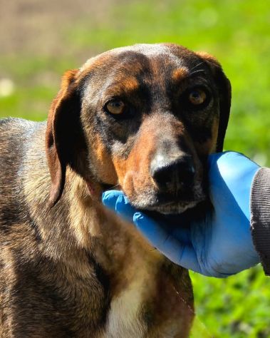 Magnifico MELAMPO mix segugio CANE IN ADOZIONE