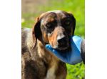 Magnifico MELAMPO mix segugio CANE IN ADOZIONE