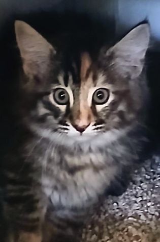 Cucciolata - Foto 8