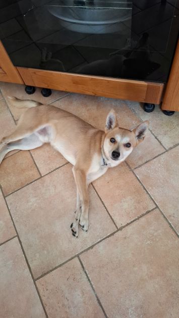 Milo, cagnolino con carattere complicato cerca persona esperta e paziente - Foto 5