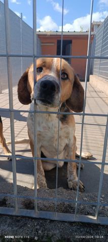BENNY CAGNOLINO IN ADOZIONE - Foto 5
