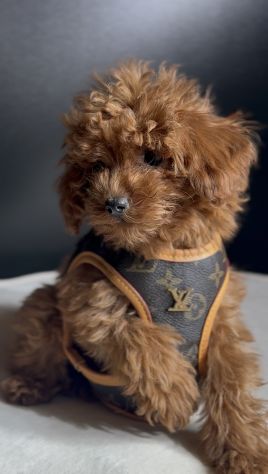 BARBONCINI TOY CUCCIOLI ROSSI DISPONIBILI - barboncino toy cucciolo - Foto 2