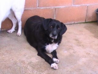 NERONE, mix bracco dolcissimo
