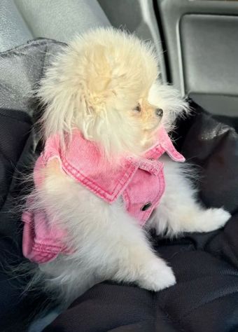 VOLPINI SPITZ di POMERANIA CUCCIOLI DISPONIBILI - pag agevolato - Foto 2