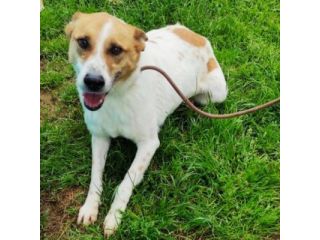 TAMBURELLO GIOIOSO NONOSTANTE UN'INTERA ESISTENZA IN CANILE CANE IN ADOZIONE