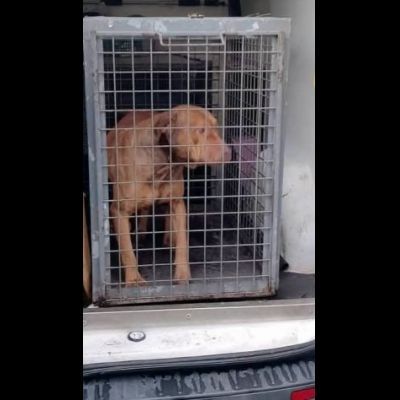 EMMER UNA NUOVA VITA, CANE IN ADOZIONE - Foto 3