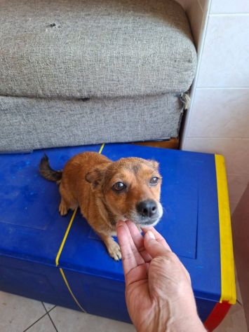 Luna taglia piccola 7 kg