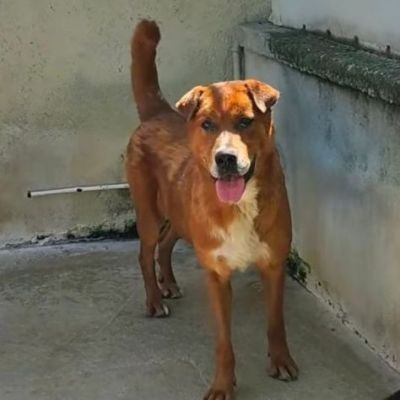 HACKITO, L' AMORE OLTRE LA VITA, CAGNOLINO IN ADOZIONE - Foto 5