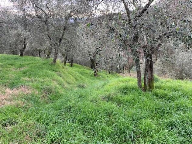Terreno agricolo in vendita a Colle - Buggiano 5500 mq Rif: 1311347 - Foto 6