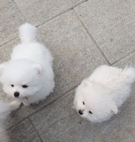 Volpino di pomerania pedigree - Foto 4
