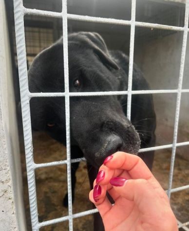 SIRIUS MIX LABRADOR CANE IN ADOZIONE - Foto 4
