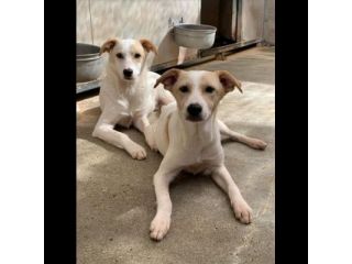 KEVIN, SPIKE, DIDO, TENERISSIMI CUCCIOLI IN ADOZIONE