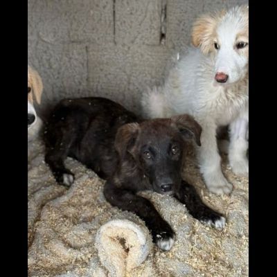 TIGROTTO ADORABILE CUCCIOLO IN ADOZIONE - Foto 6