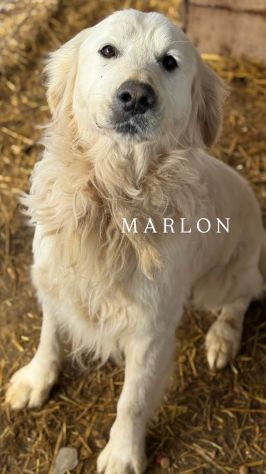 MARLON, magnifico mix GOLDEN RETRIEVER!