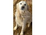 MARLON, magnifico mix GOLDEN RETRIEVER!