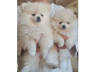 Volpino di pomerania femmina pedigree