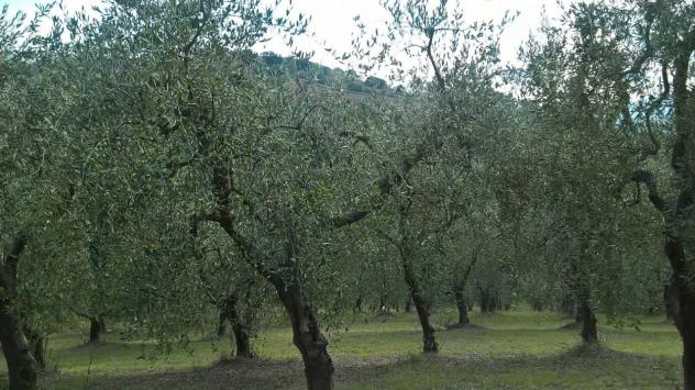 Uliveto in vendita a Lugnano in Teverina - Foto 3