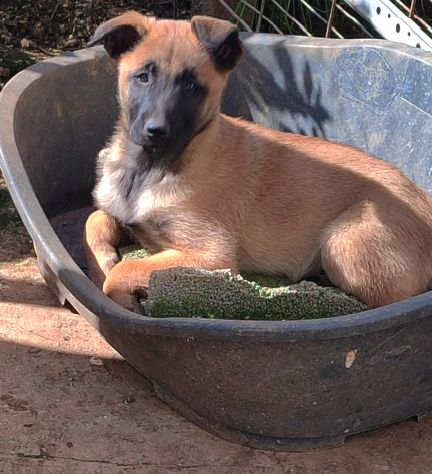 Pastore Belga Malinois cuccioli con pedigree - Foto 4