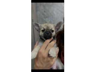 Chihuahua pedigree