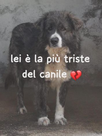 BETTY 5 ANNI 25/30 KG circa - Foto 3