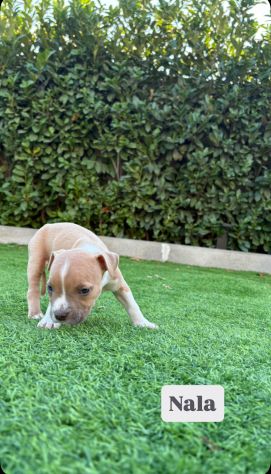 Cuccioli Amstaff - Foto 7