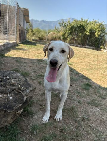 CLARA - Foto 3