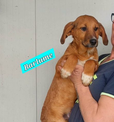 CUCCIOLI IN ADOZIONE - Foto 2