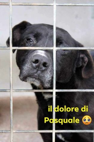Il dolore di PASQUALE 8anni rimasto solo! bravo con le persone! Sud