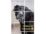 Il dolore di PASQUALE 8anni rimasto solo! bravo con le persone! Sud