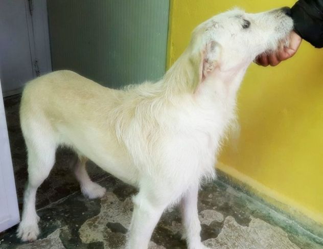 SPINO E LILLO, splendidi cagnoloni - Foto 7